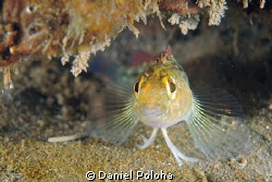 Triplefin on guard in front of its cave by Daniel Poloha 